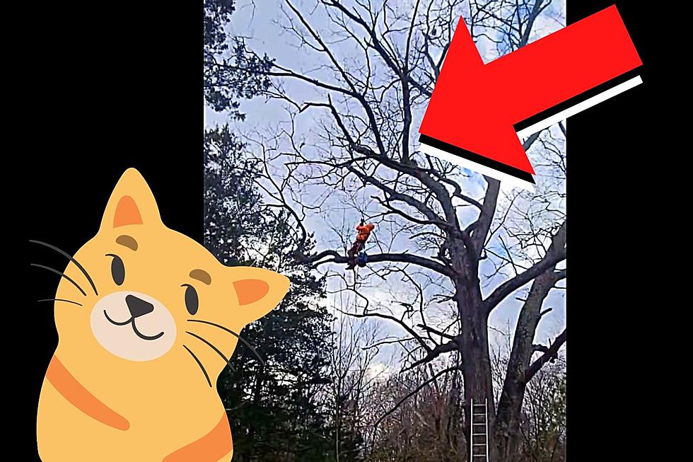 Amazing Video Of Mays Landing Man Saving Cat From Tree