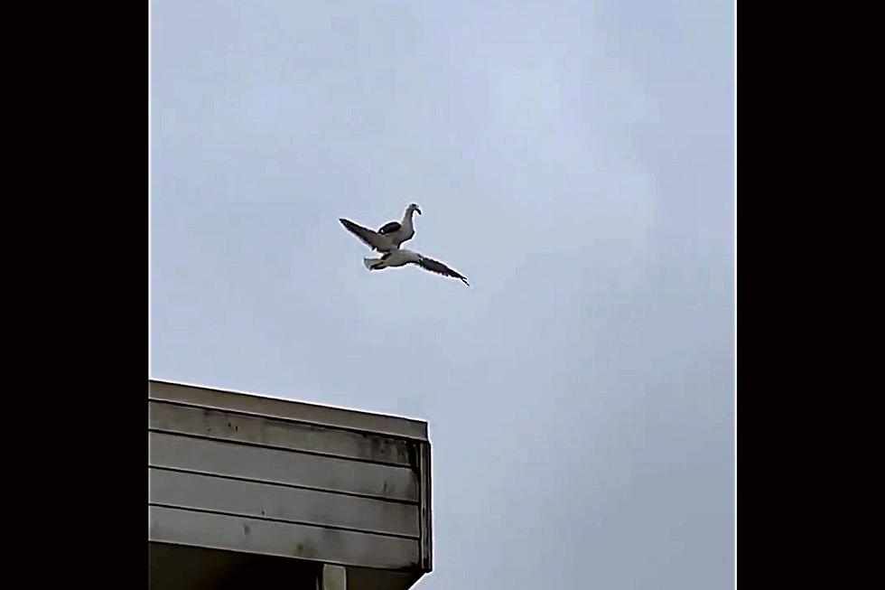 South Jersey Is LOVING Video Featuring Two Air-Surfing Seagulls