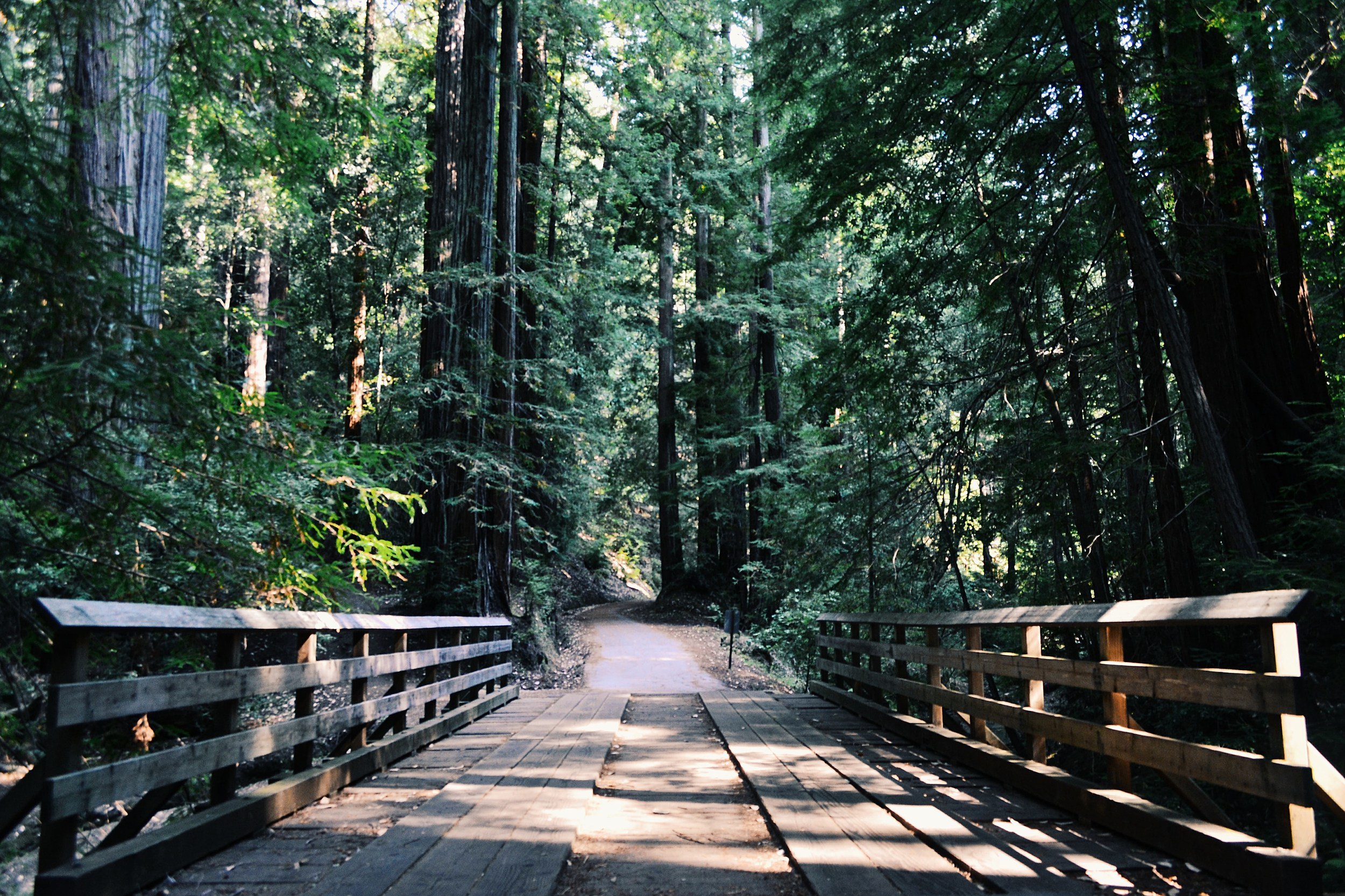 Bigfoot in the redwoods - Save the Redwoods League