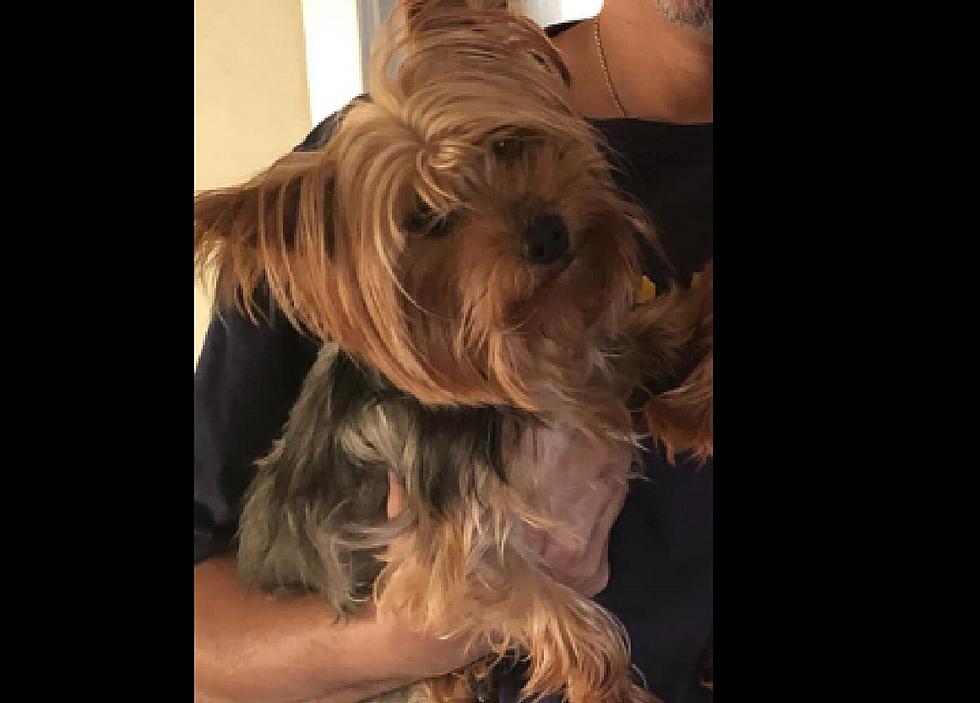 Couple Needs Help Locating K9 That Split From Atlantic City Parking Garage