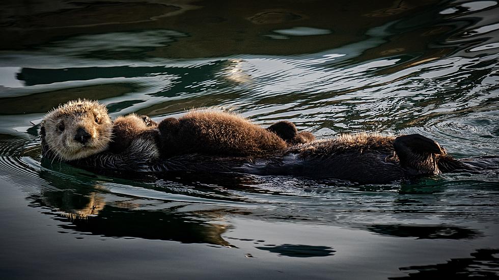 SO CUTE! Otters Spotted Splashing Around The Inlets Of North Wildwood