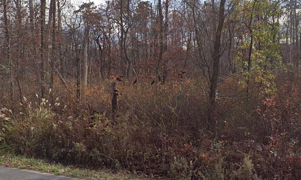 Even More Possible Sightings Of Cougar In Galloway Township