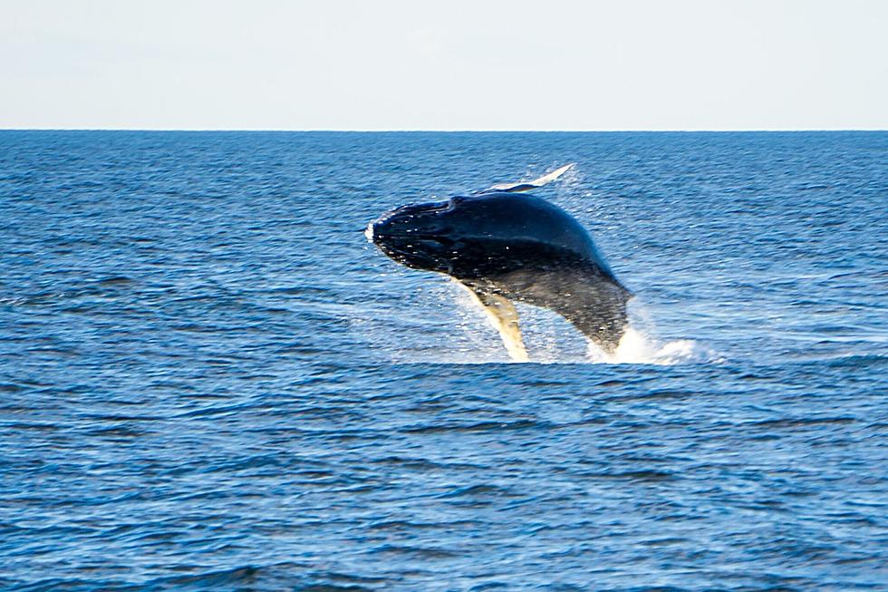 Whales Spotted For The First Time This Season In Cape May, NJ