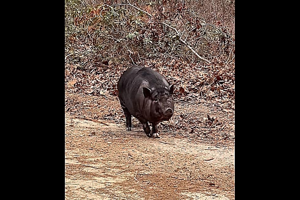 Help Find Owners Of Pig Spotted Wandering In Woods Of Shamong, NJ