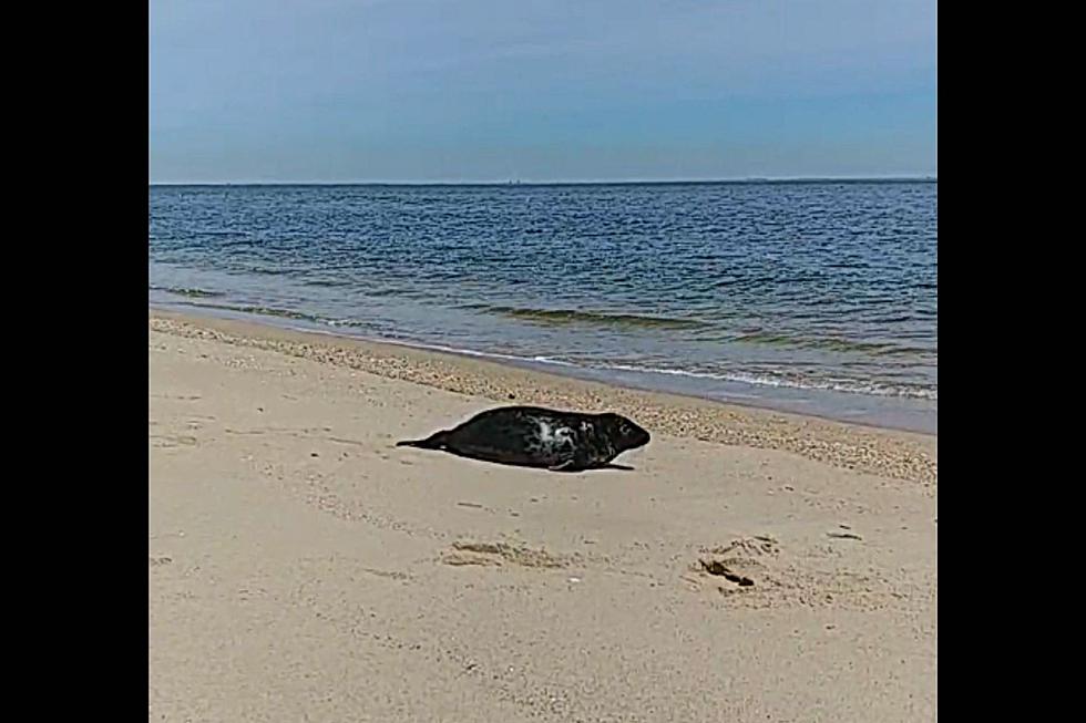 NJ's MMSC Shares Sendoff Of 2 More Healed Seals Back Into The Sea