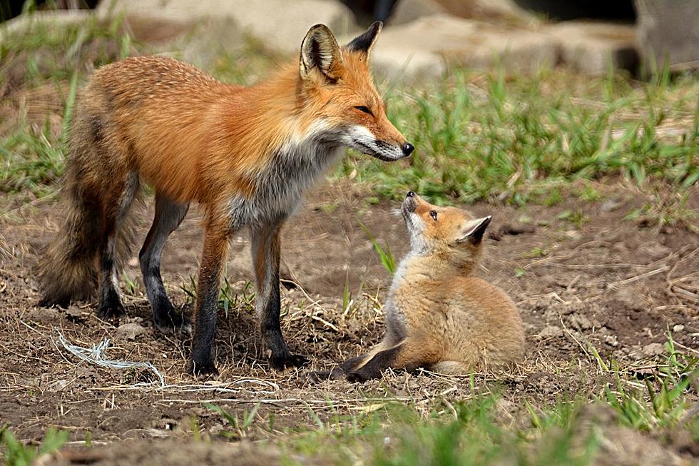 Don&#8217;t Panic If You See Foxes Out And About Right Now In South Jersey
