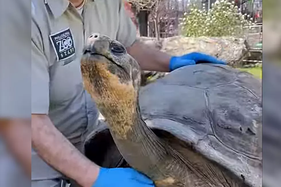 Philadelphia Zoo Shines Spotlight On Longest Resident: Happy 90 Years, Mommy!