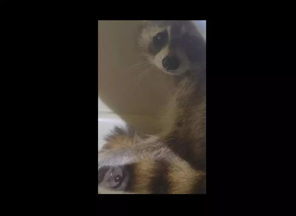 Baby Raccoons Saved from Boat in Somers Point, NJ