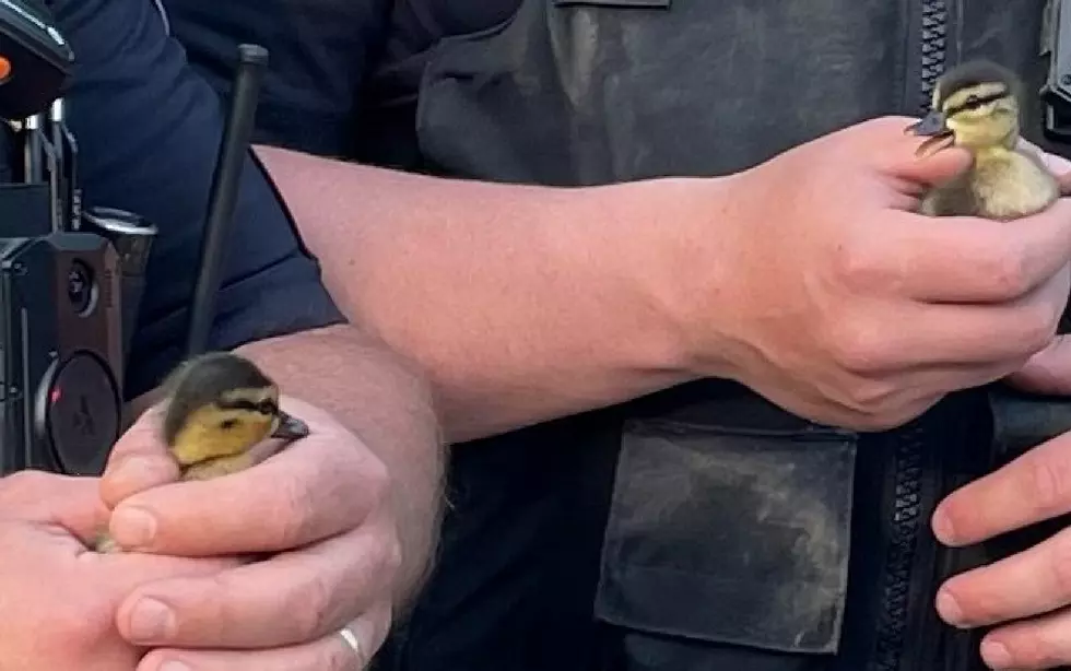 Cape May Police Help Save Baby Ducks That Fell in Hole