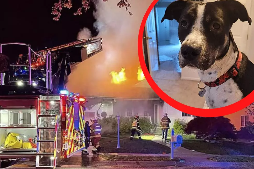 Adorable Dog Missing After Egg Harbor Township, NJ, House Fire