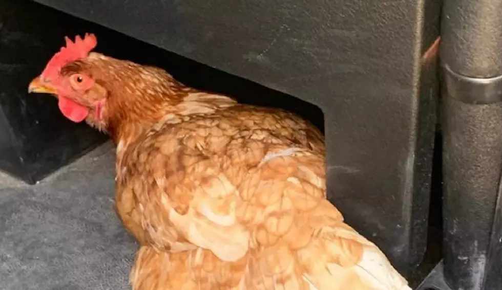 Millville, NJ, Cop Saves Chicken From Certain Doom at KFC and Chick-fil-A