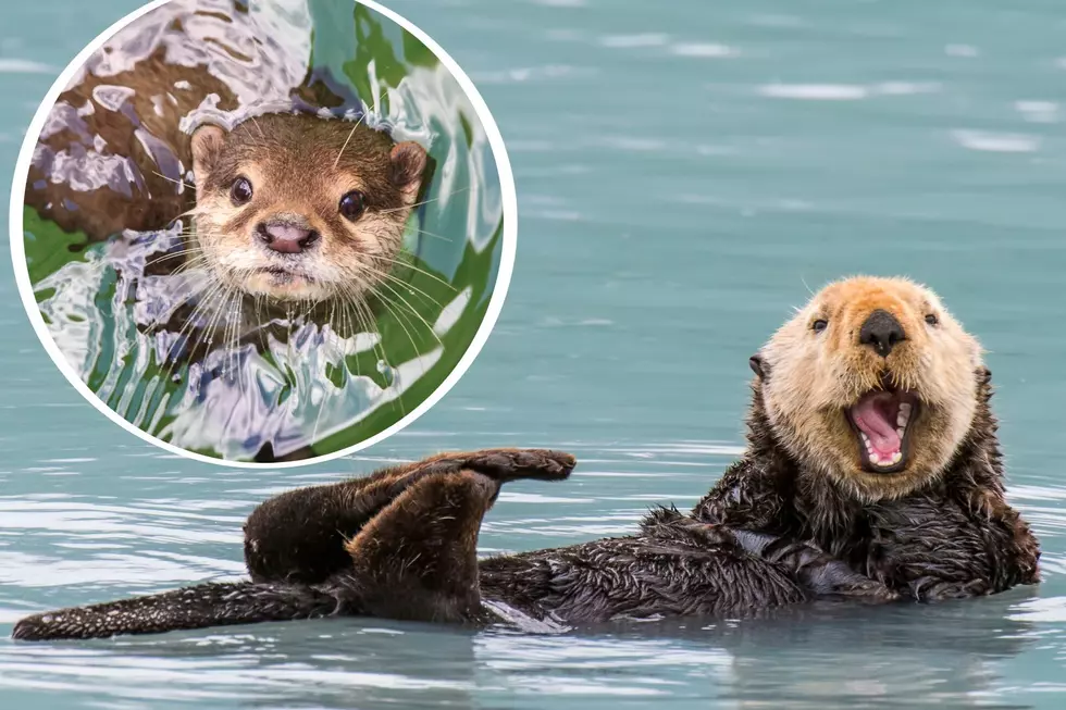 NJ Residents Don’t Have To Travel Terribly Far To Swim With Some Otters