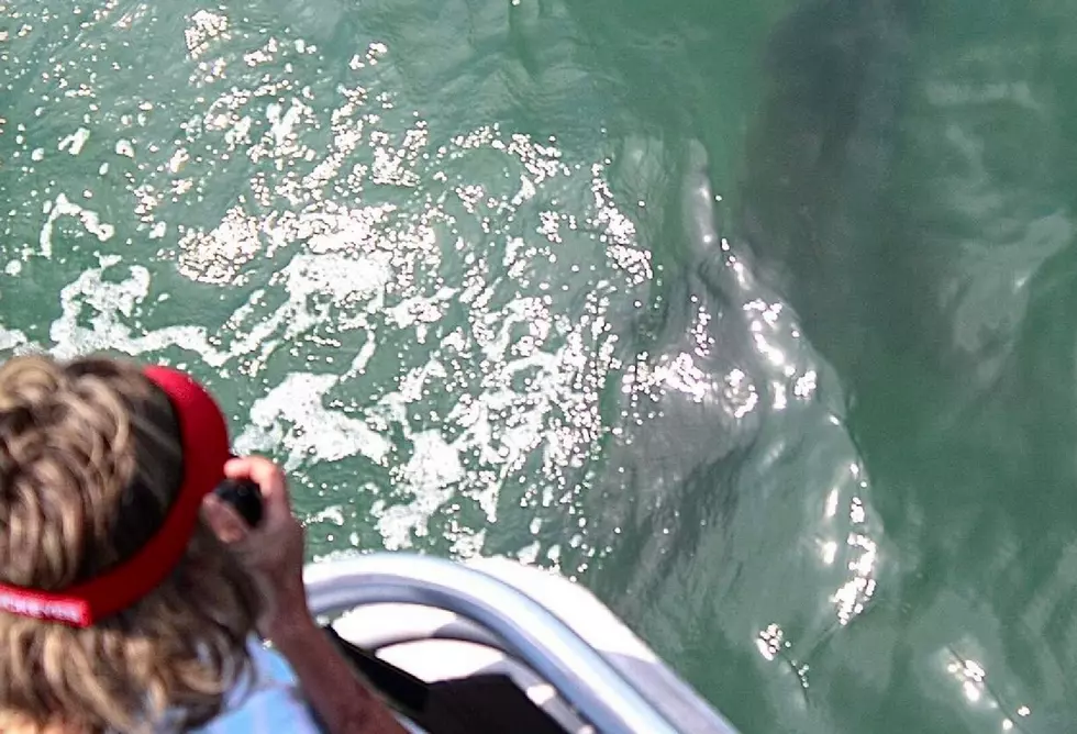 Great White Shark From Sea Isle City Encounter May Have Been Spotted Again