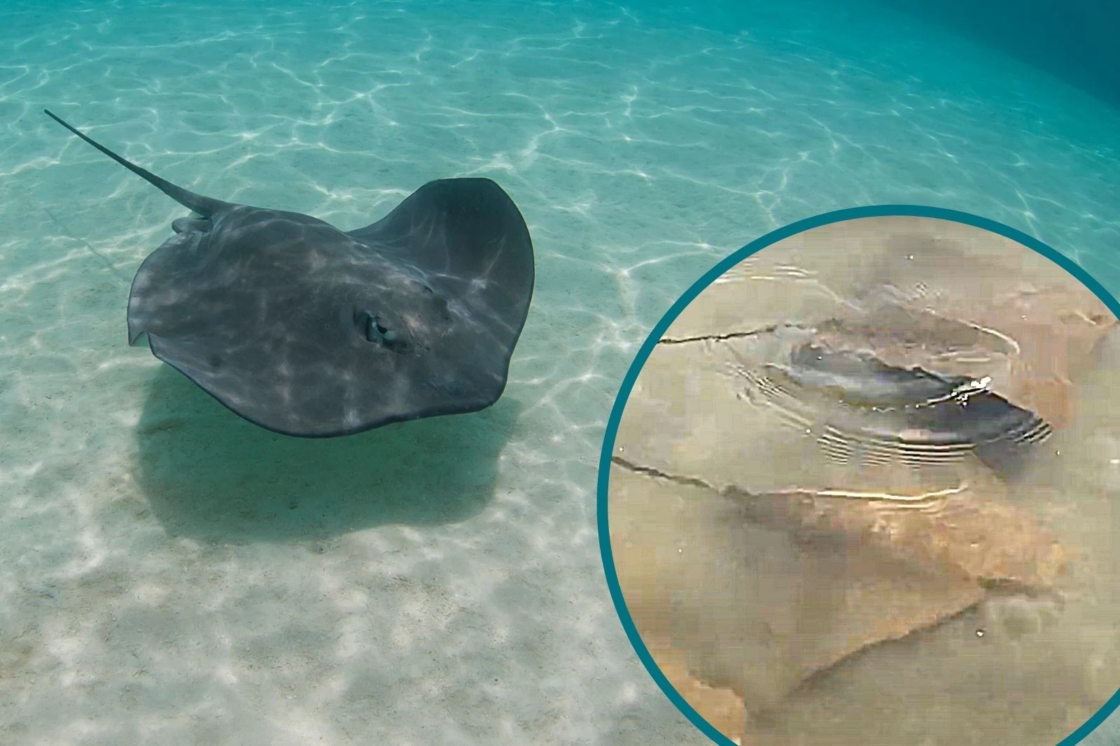 giant stingray attack