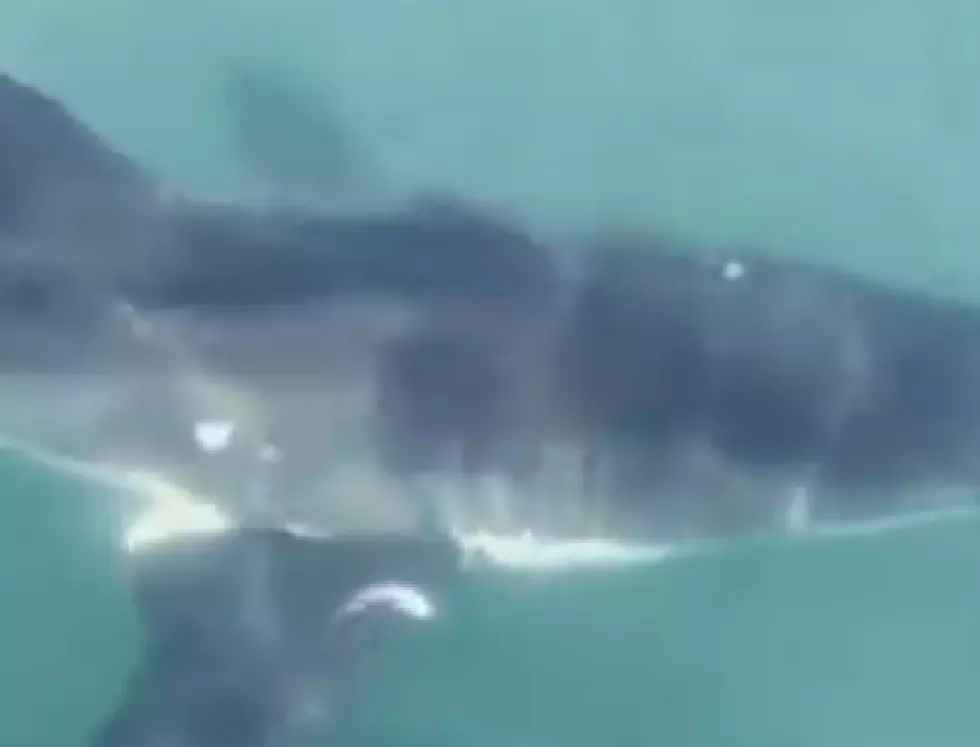 Great White Shark Surprises Fishermen Off Sea Isle City, NJ