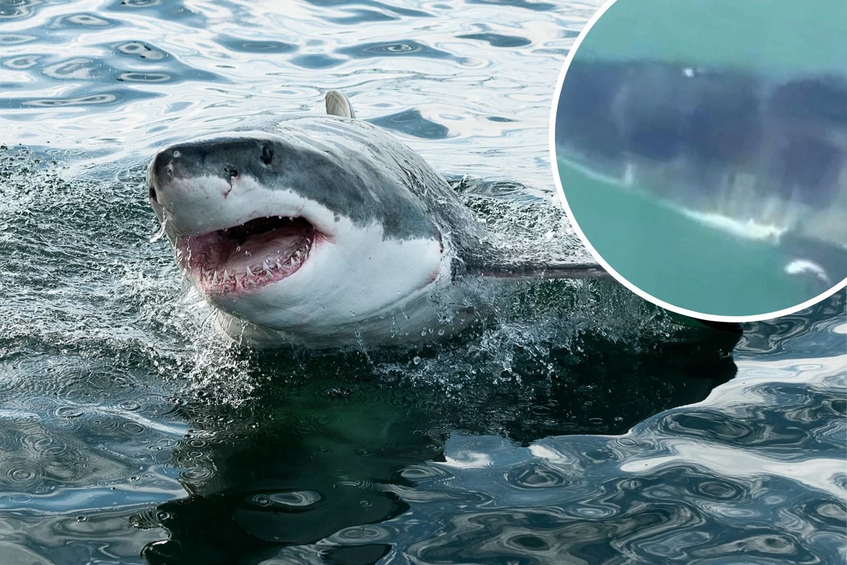 Great White Shark Surprises New Jersey Fishermen 