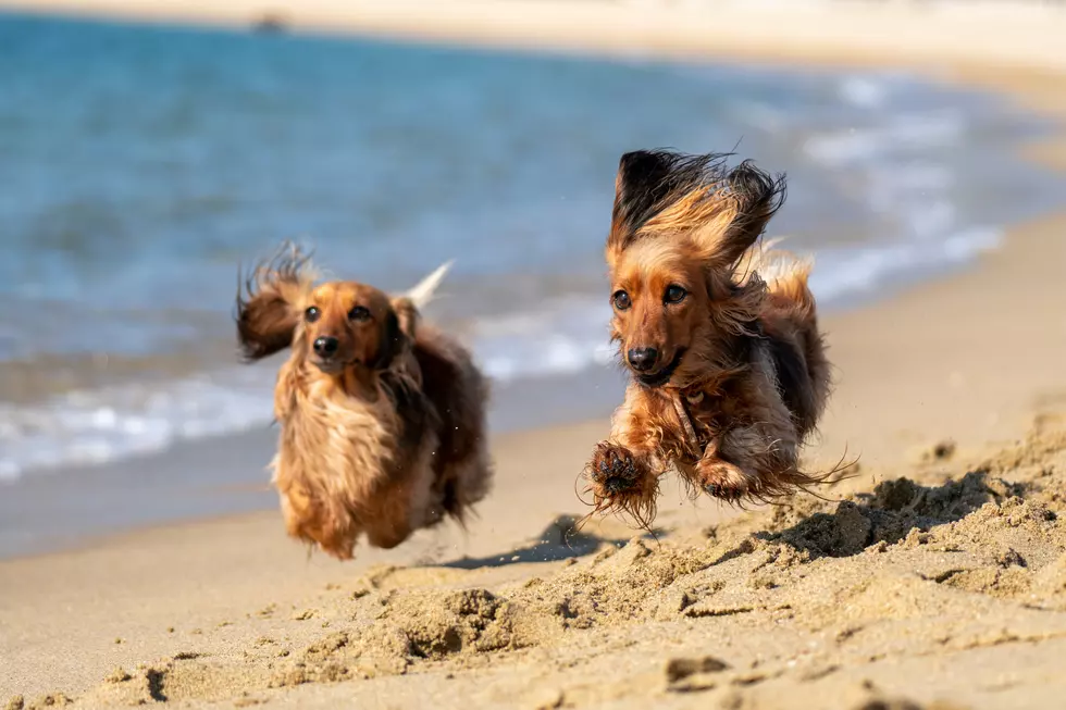 Be Careful Where You Park Your Car At The Egg Harbor Township, NJ, Dog Beach