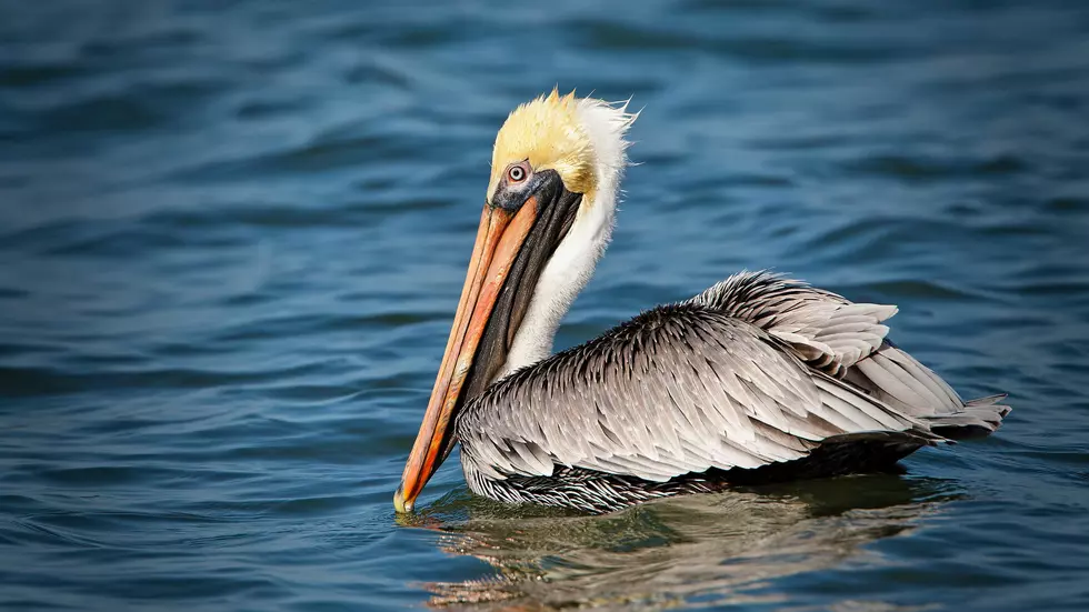 Squadron of Pelicans Sighted in Cape May County, NJ