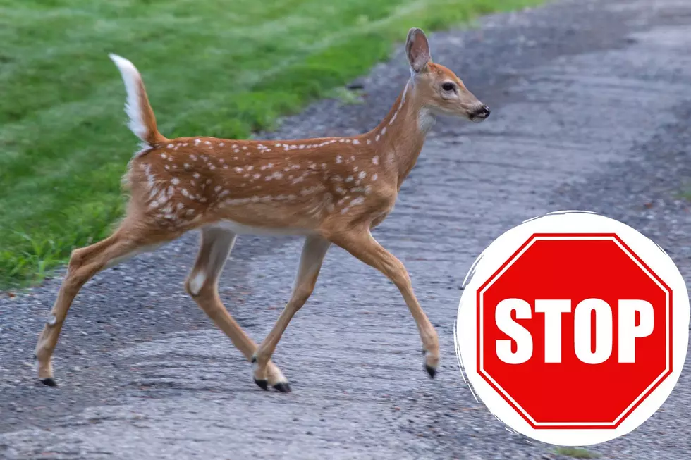 Locals Concerned About The Baby Deer On Mays Landing, NJ, Roads