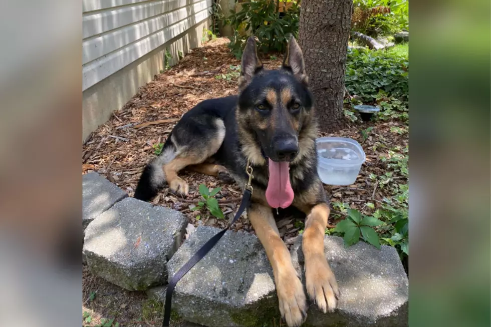 Lose Your German Shepherd? He Might Have Been Spotted In EHT, NJ