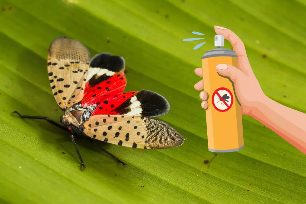 Spotted Lanternflies In Mays Landing, NJ; Here's How To Kill Them
