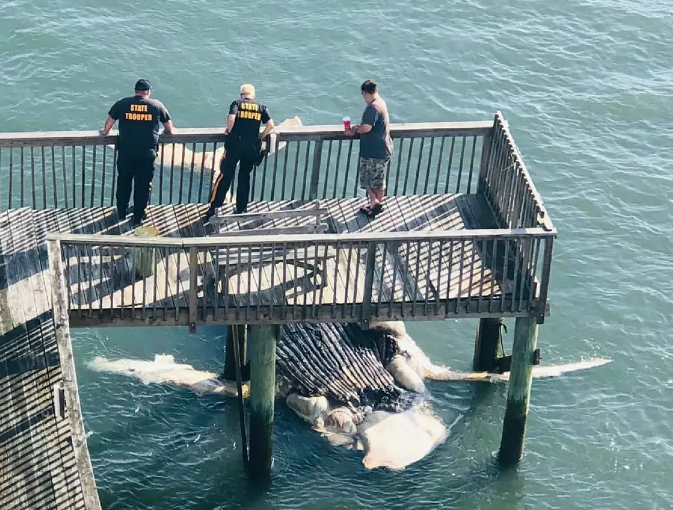 Dead Whale Washes Up in North Wildwood, NJ; Facebook Comments Are Epic