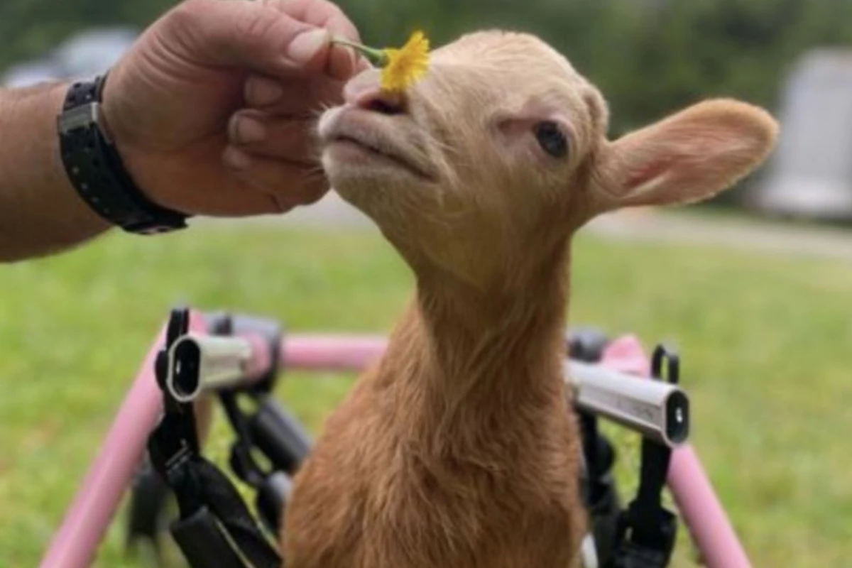 Help Atlantic County Disabled Lamb Win Big In Cute Pet Contest