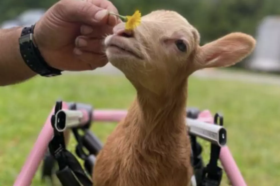 Help Atlantic County Little Disabled Lamb Win Big In Cute Pet Contest