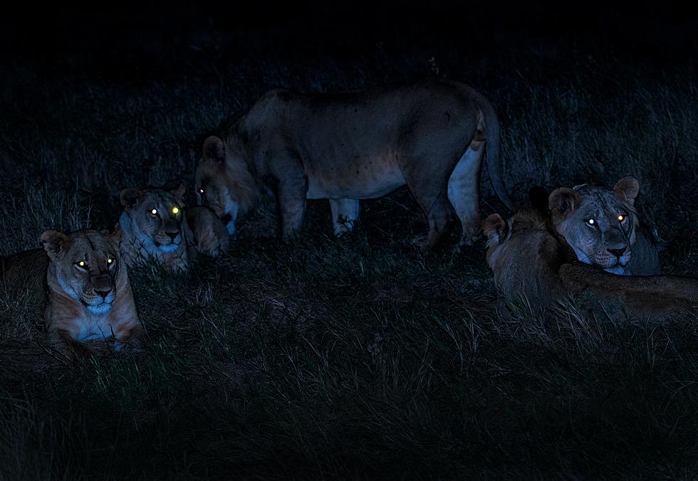 You Can Take A Night Walk With Animals At The Cape May Zoo