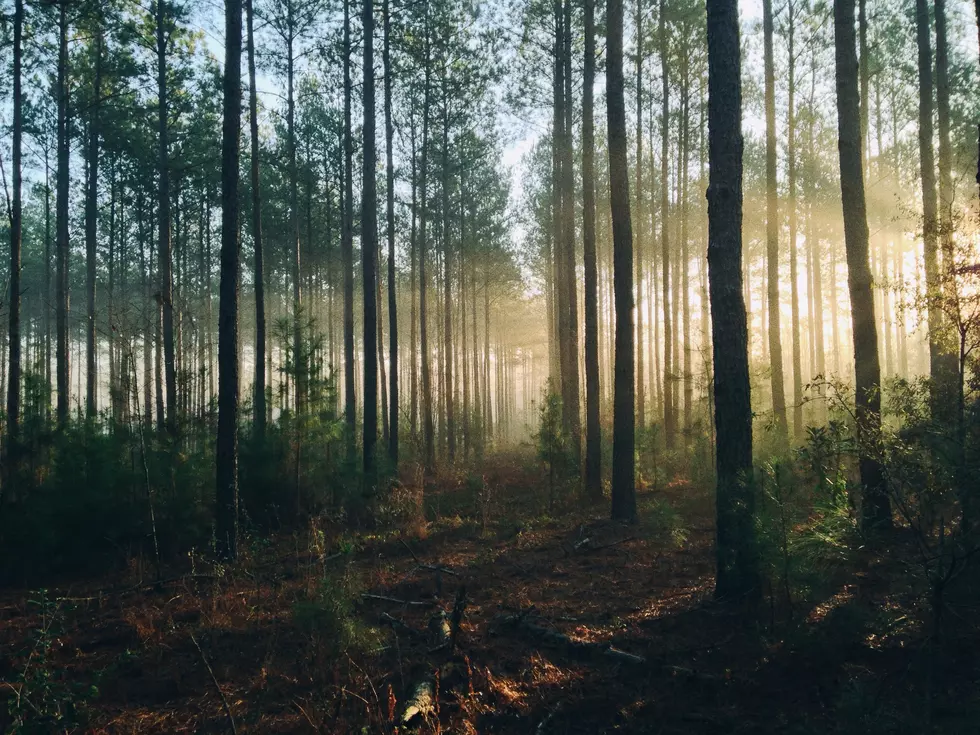 Bigfoot Hunt Planned for New Jersey in October