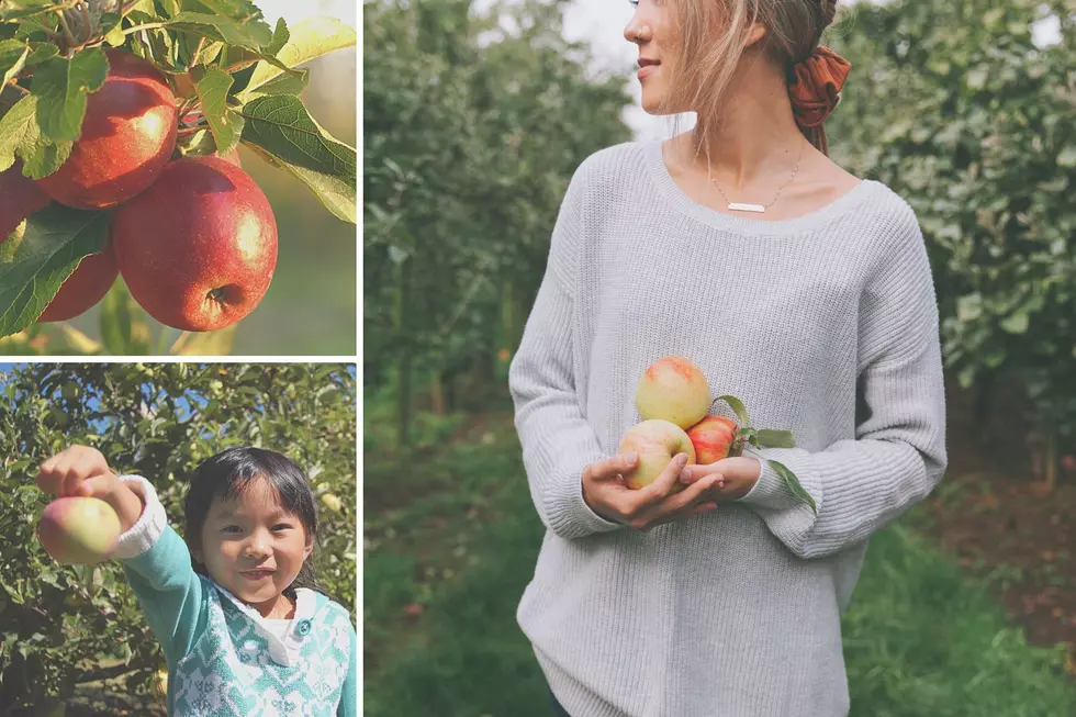 The 6 Best Places For Apple Picking in South Jersey This Fall