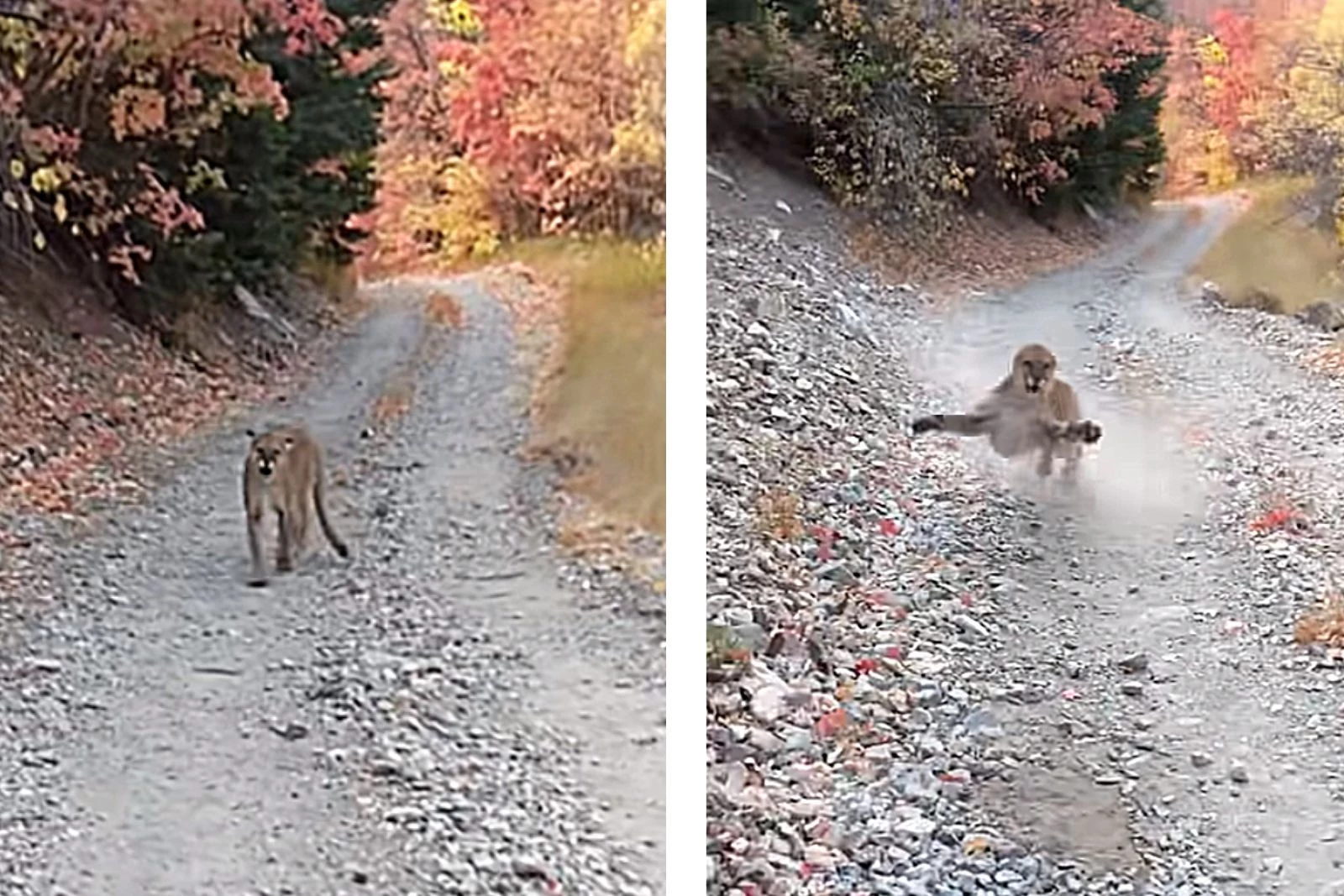 Mountain Lions in New Jersey - AZ Animals