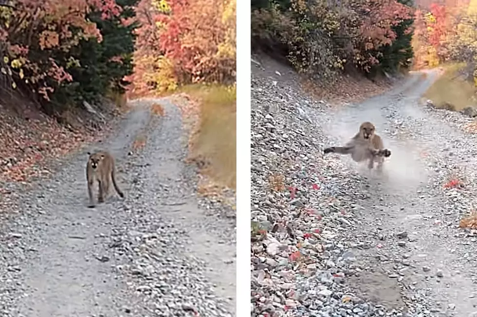 Watch Out, Hikers! This Might Be You With Mountain Lions On Local NJ Trails