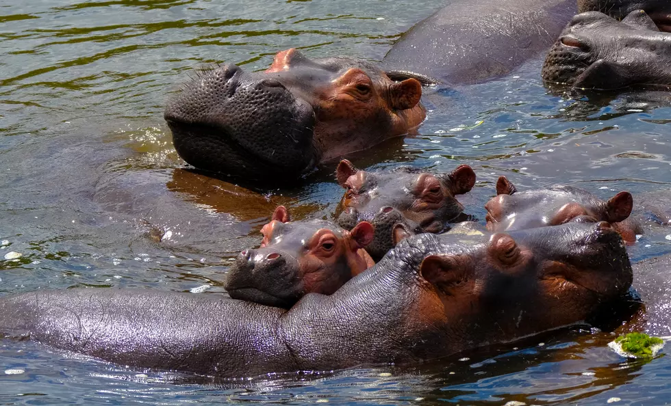 You Can Help Feed The Hippos At Adventure Aquarium In Camden, NJ