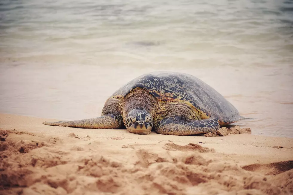 Sea turtles? Be on the lookout on NJ beaches this time of year