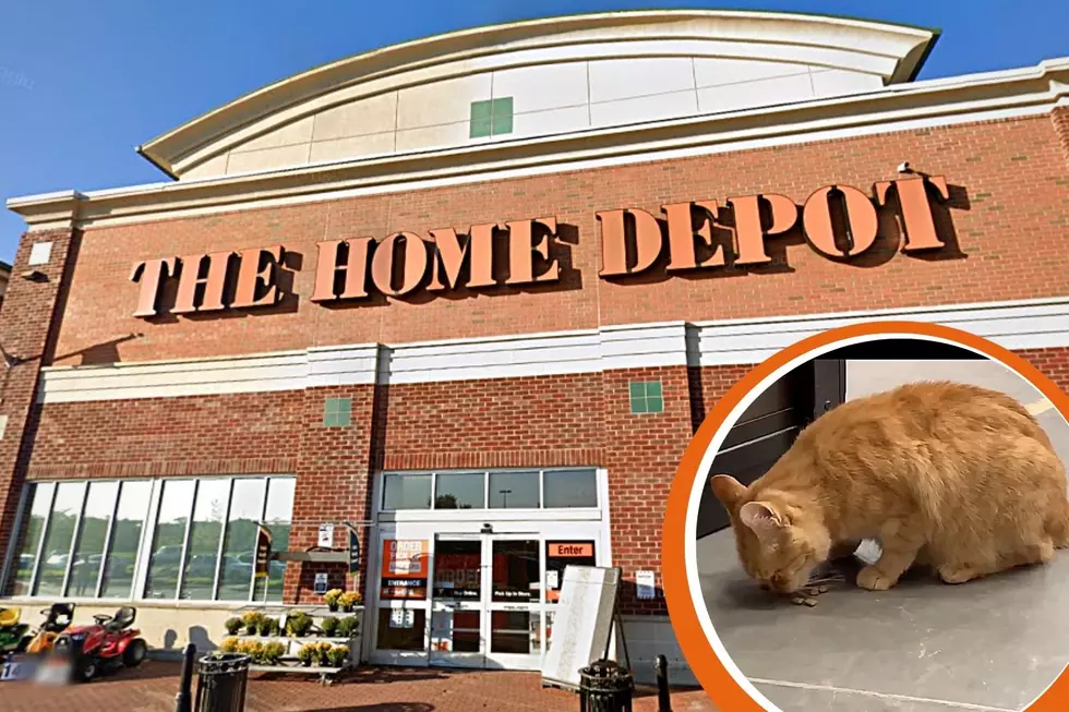 Meet Oscar, The Famous "Home Depot Cat" From Cherry Hill, NJ