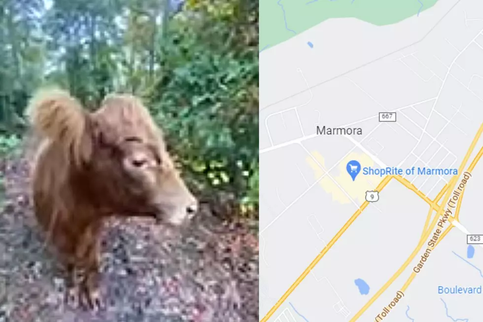 Can You Help Feed The Notorious Brown Cow Of Upper Township, NJ?