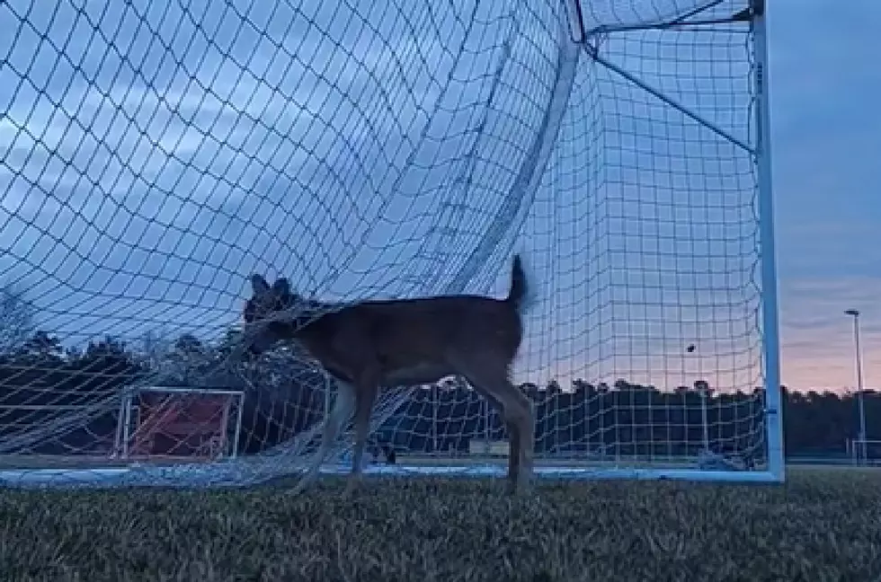 Watch NJ man save deer tangled in soccer net [VIDEO]