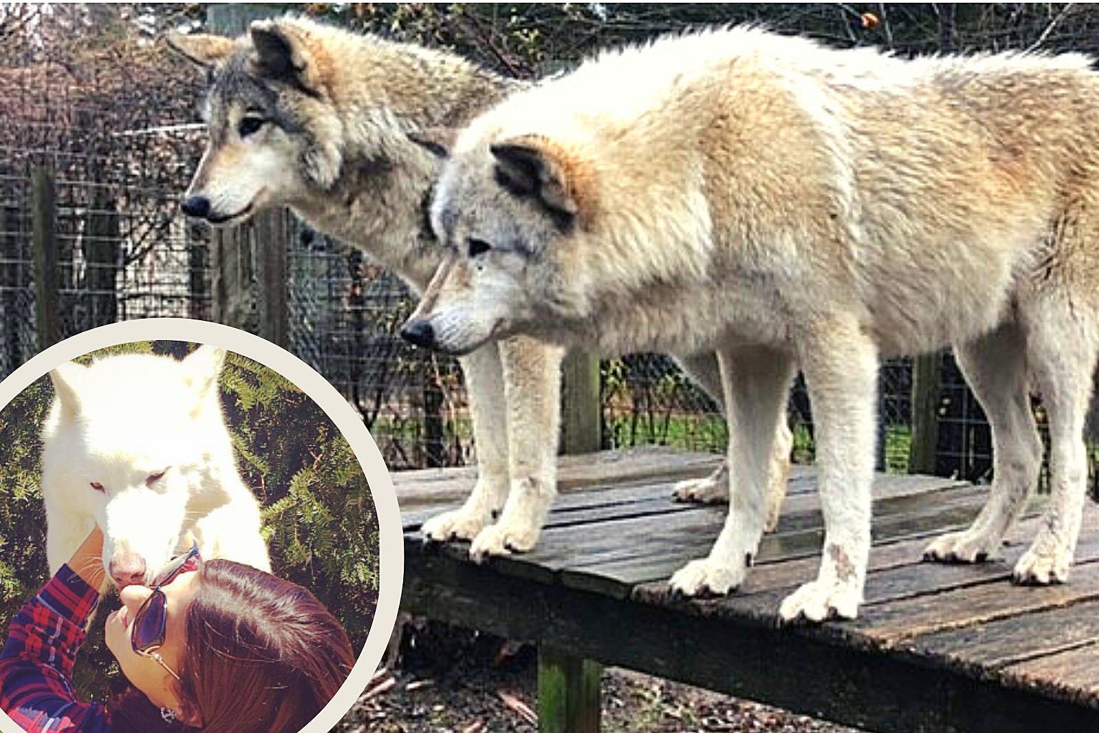 Wolves Lick Your Face At The Awesome Wolf Rescue In Jackson, NJ