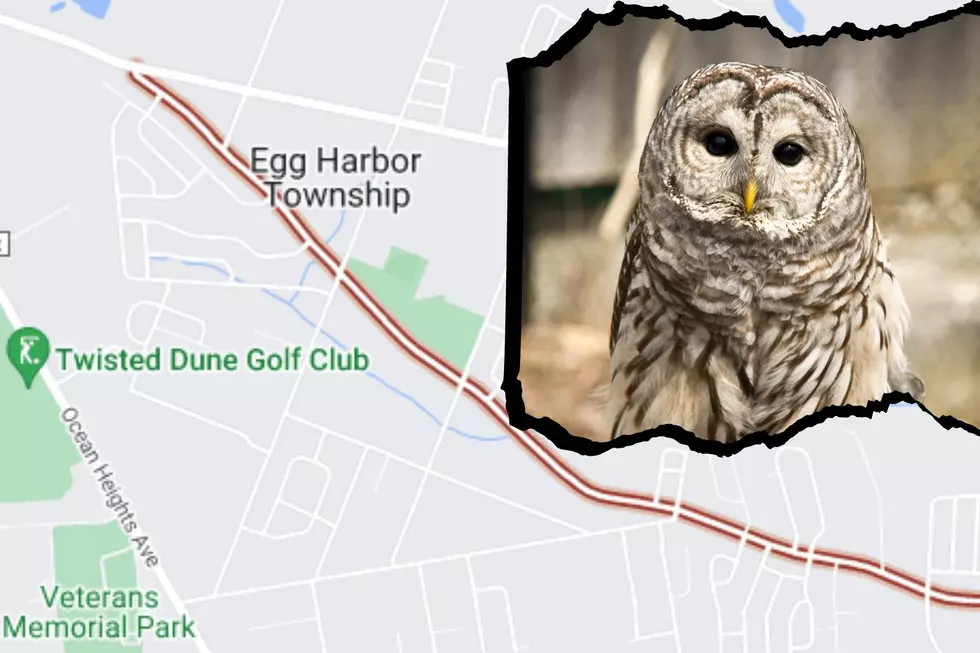 Egg Harbor Township Residents Rally To Protect Endangered Barred Owl