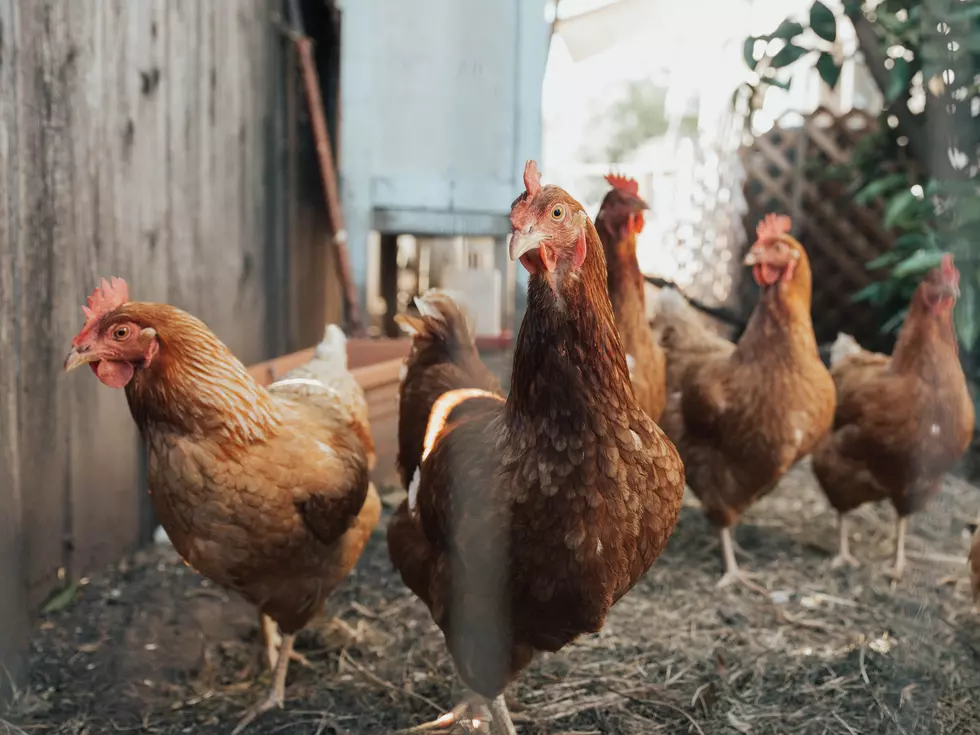 Hey, Atlantic County Residents: Don&#8217;t Get Chickens Just Because Eggs Are Expensive