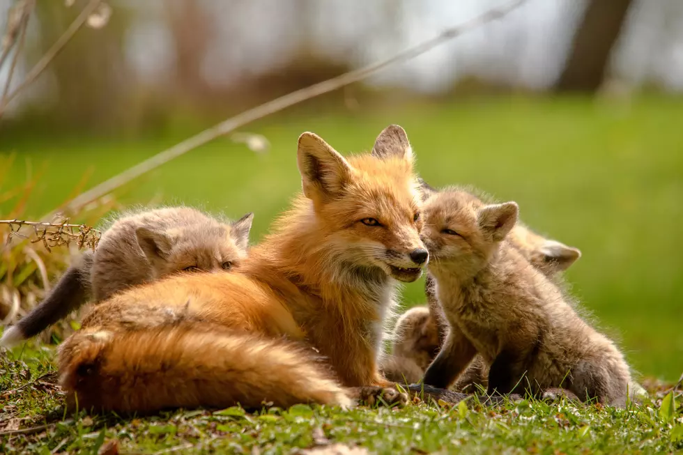 Don’t Freak Out If You See A Fox In Your Yard In Galloway, NJ