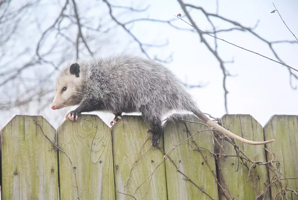 Hey, South Jersey: Hope You're Thankful For Opossums In Your Yard