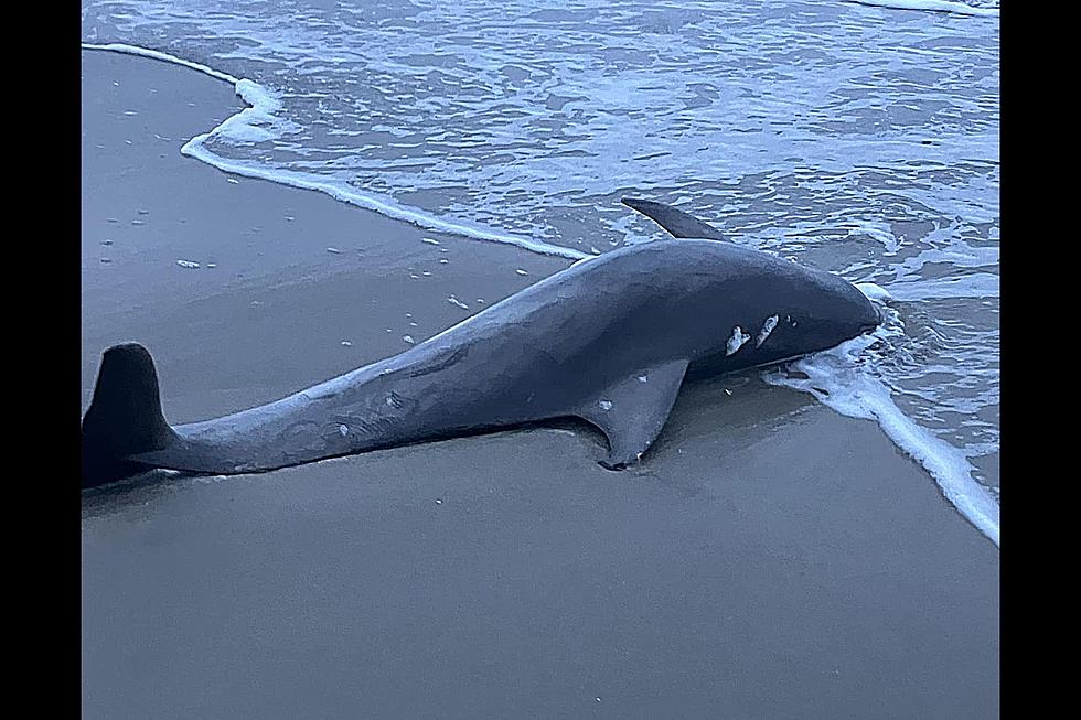 First Whales, Now Dolphins? Beached Dolphin Found On Coast Of Avalon, NJ
