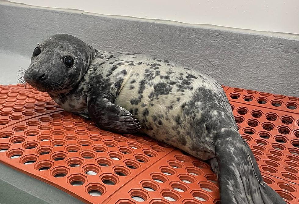 Baby Seals Bring Traffic to a Halt in Brick, Brigantine, NJ