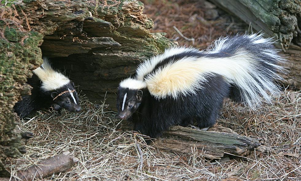 Smell Something Funny? It&#8217;s Skunk Season In South Jersey