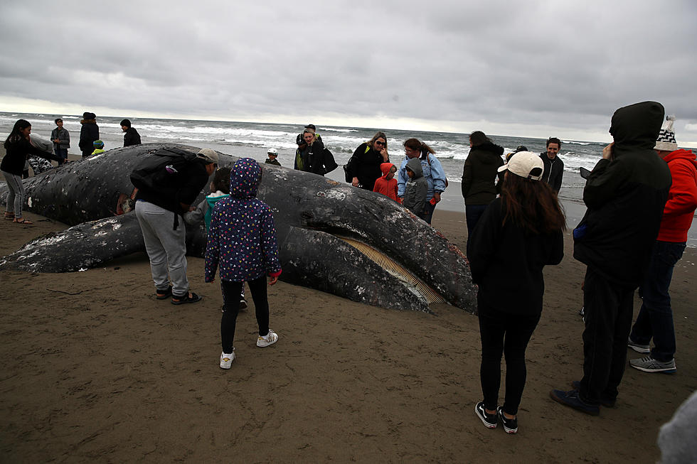 Experts Say No Word Yet on Causes of Death For Beached Whales