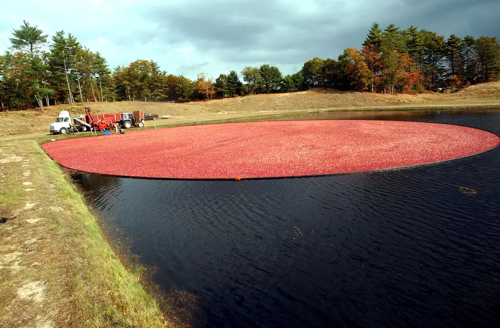 Harvest Begins At Colorful Cranberry Bogs