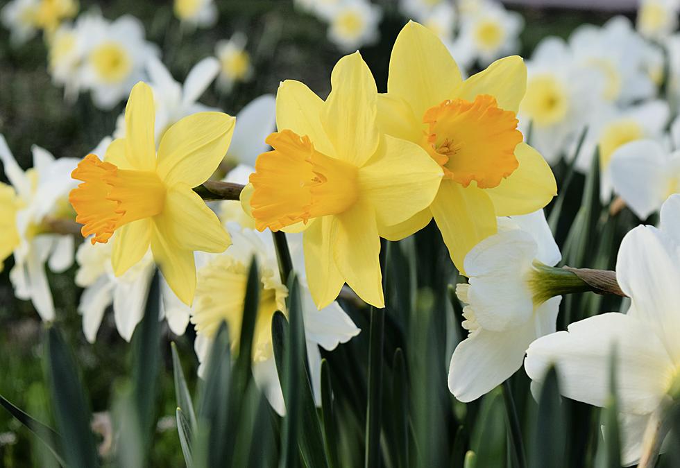 Walk Amongst The Flowers At New Jersey’s Best Daffodil Festival