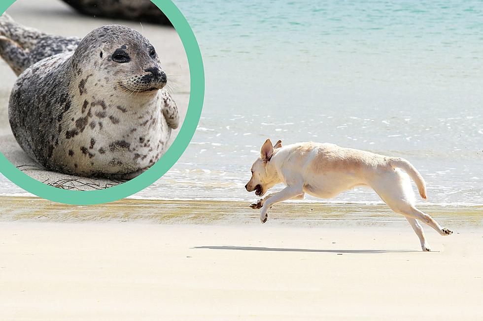 Yo, South Jersey Dog Parents: Don’t Let Your Pups Fight Beached Seals